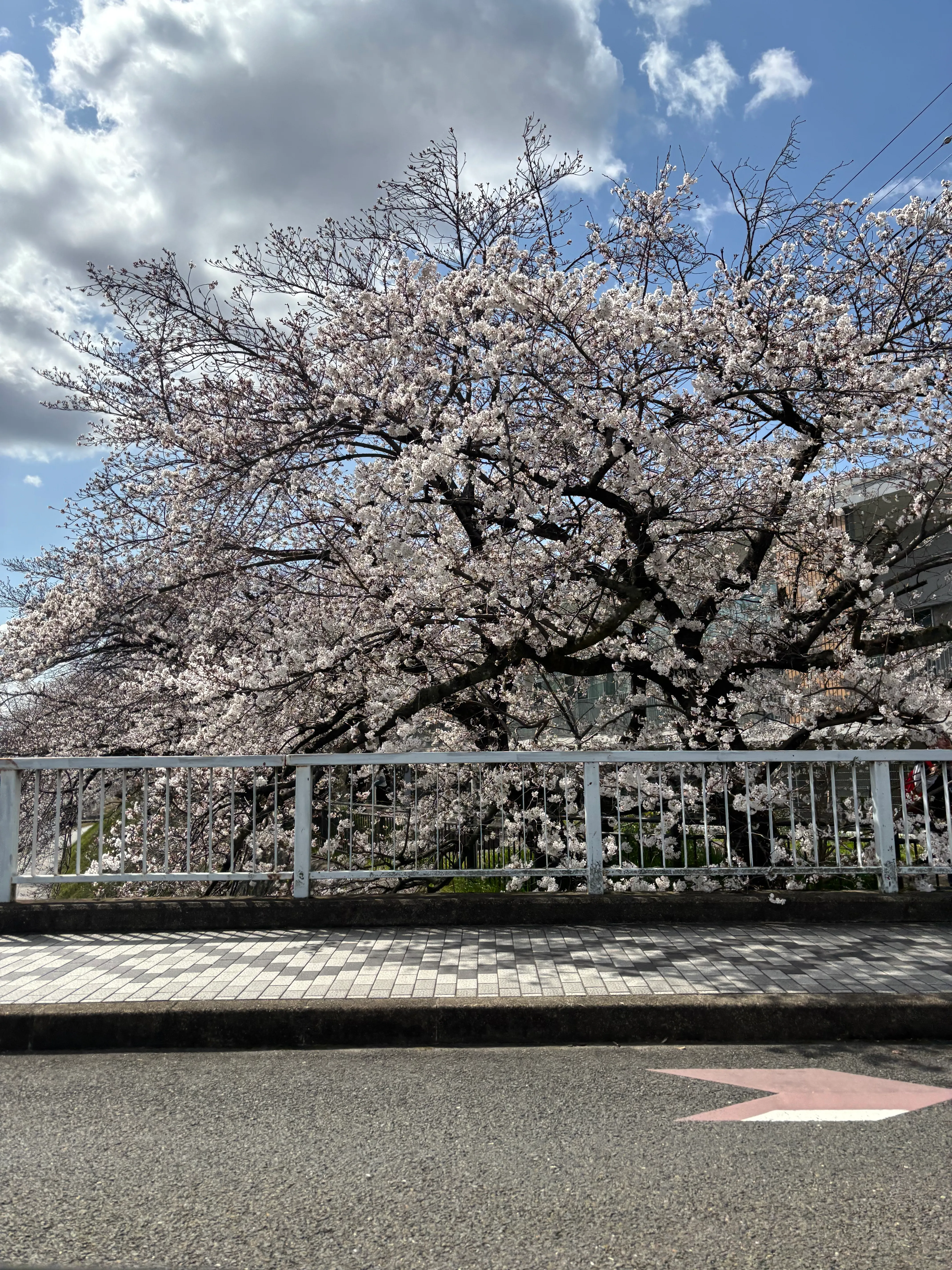 Large cherry blossom tree next to a road with a pink arrow